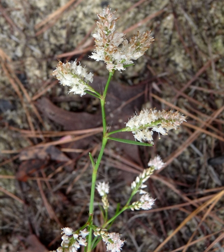 {Polygonum fimbriatum}